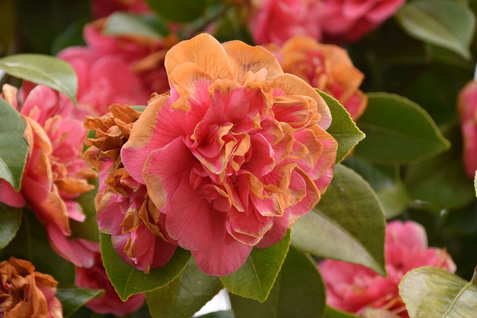 Nikon D5600 sample photo. Flower, flowers of camellia photography