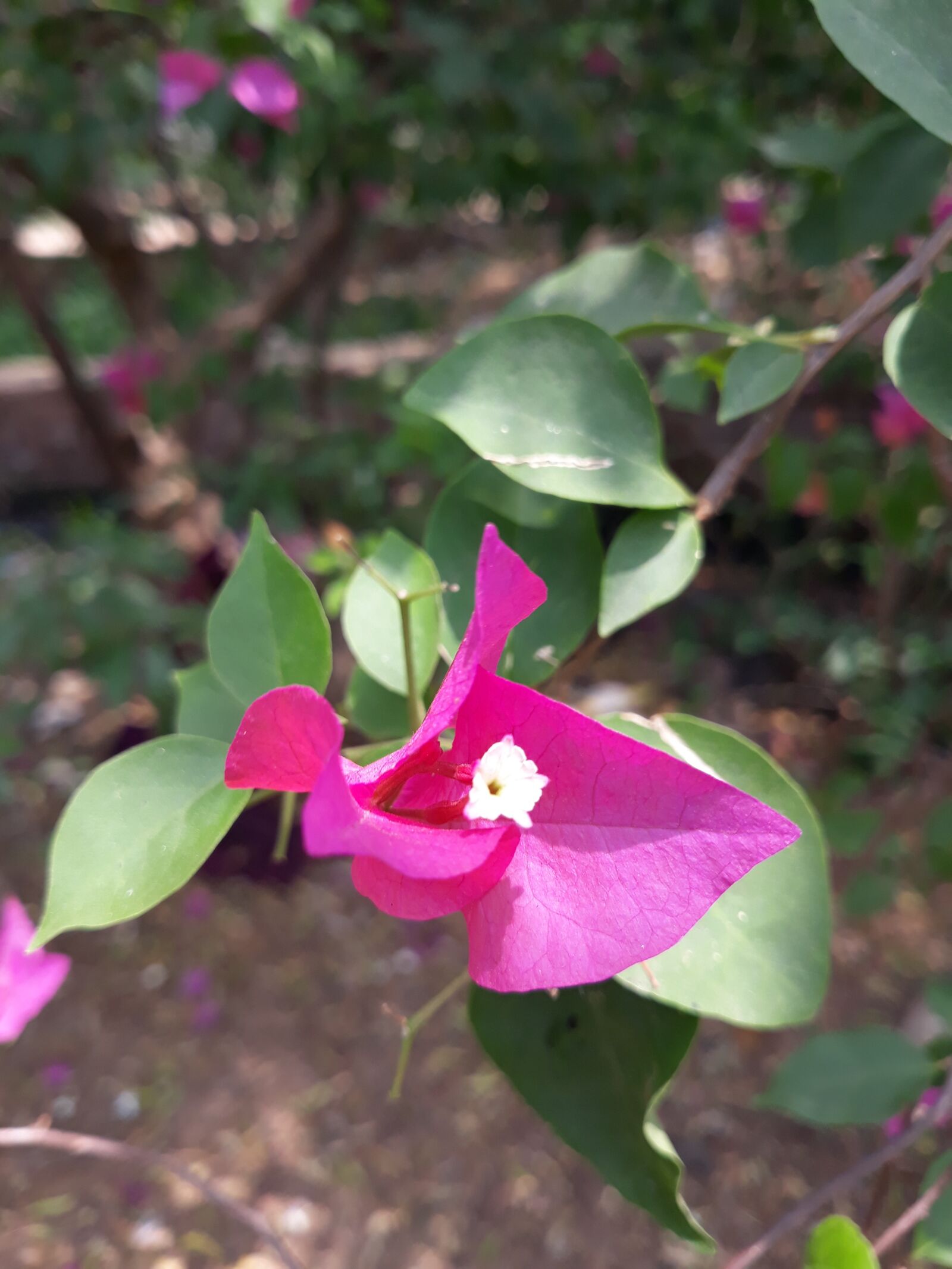 Samsung Galaxy J7 Pro sample photo. Flower, flora, nature photography