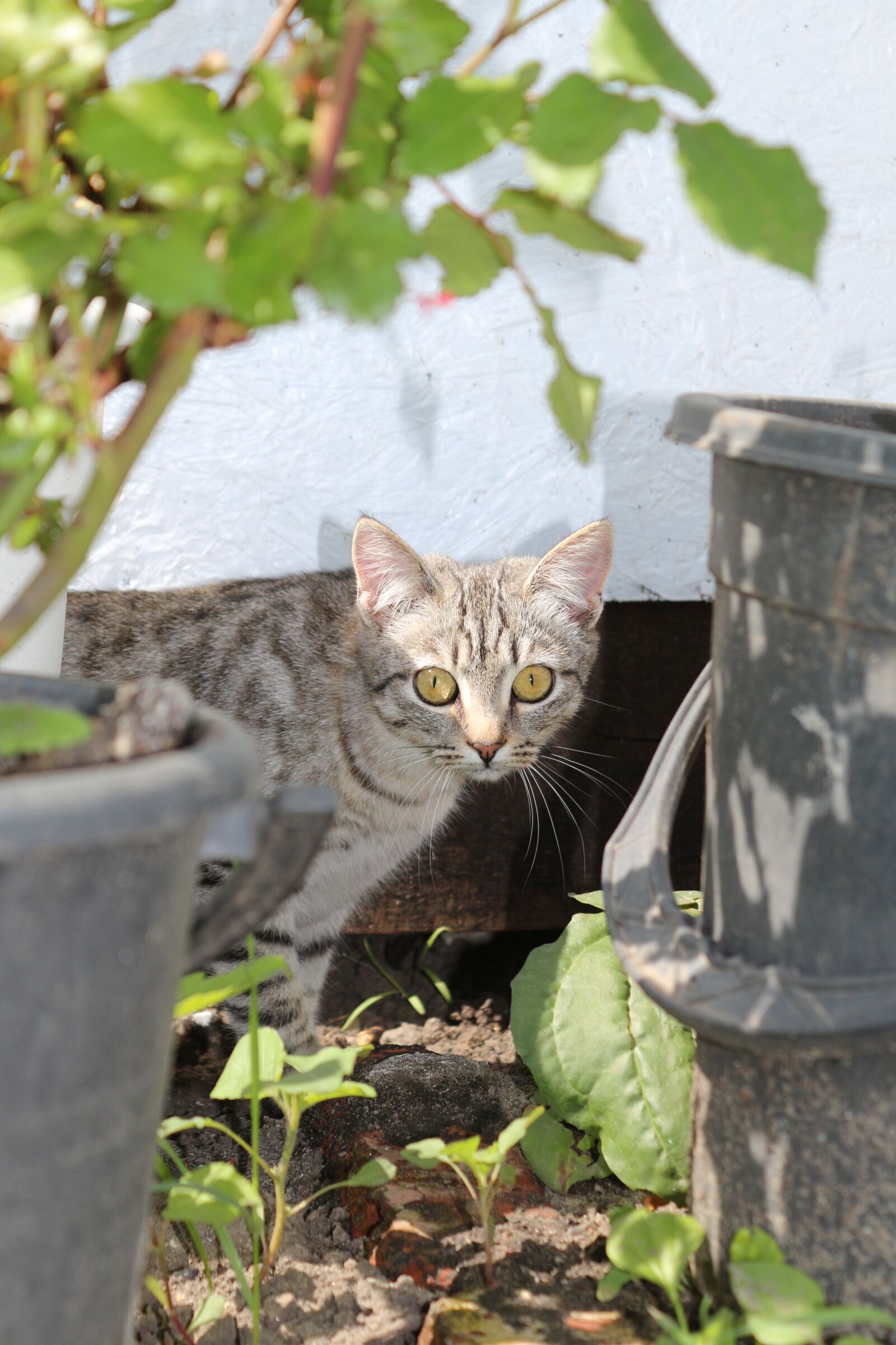 Canon EOS 650D (EOS Rebel T4i / EOS Kiss X6i) + Canon EF-S 18-55mm F3.5-5.6 III sample photo. Kitten, cat, young photography