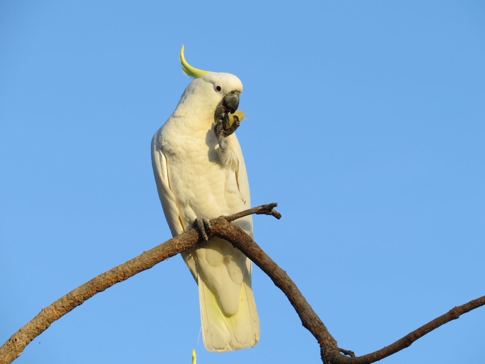 Canon PowerShot SX50 HS sample photo. Sulphur-crested cockatoos, cacatua galerita photography