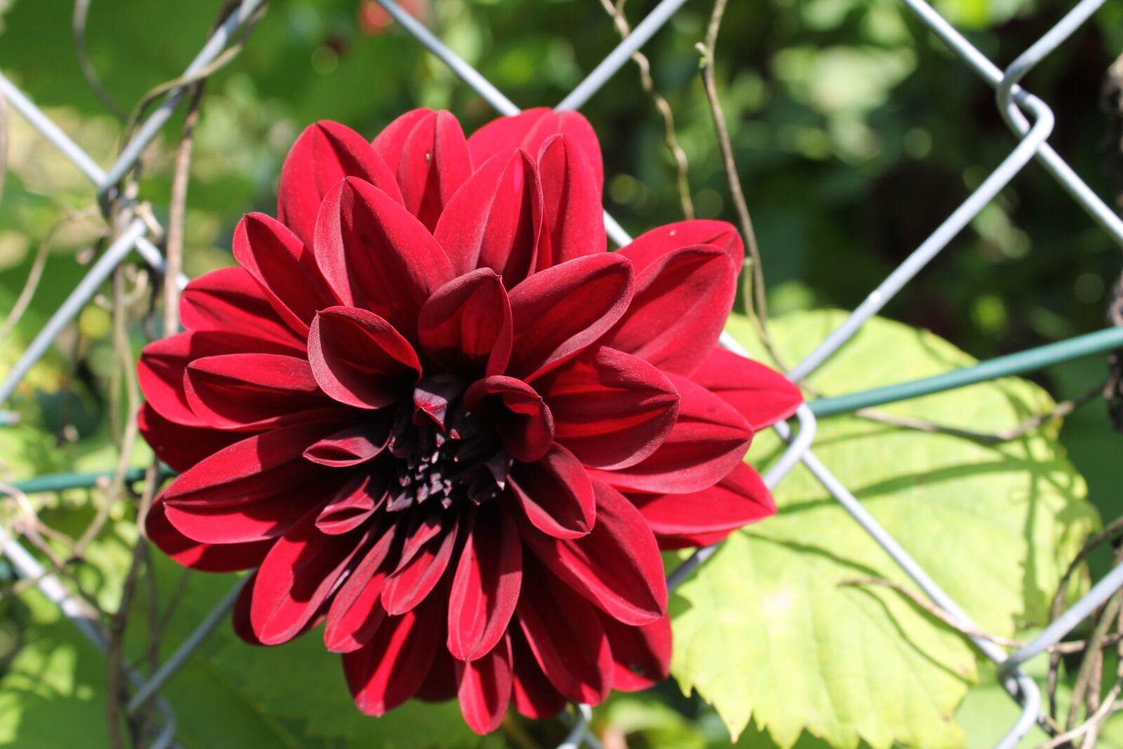 Canon EOS 1100D (EOS Rebel T3 / EOS Kiss X50) sample photo. Red flower, dark red photography