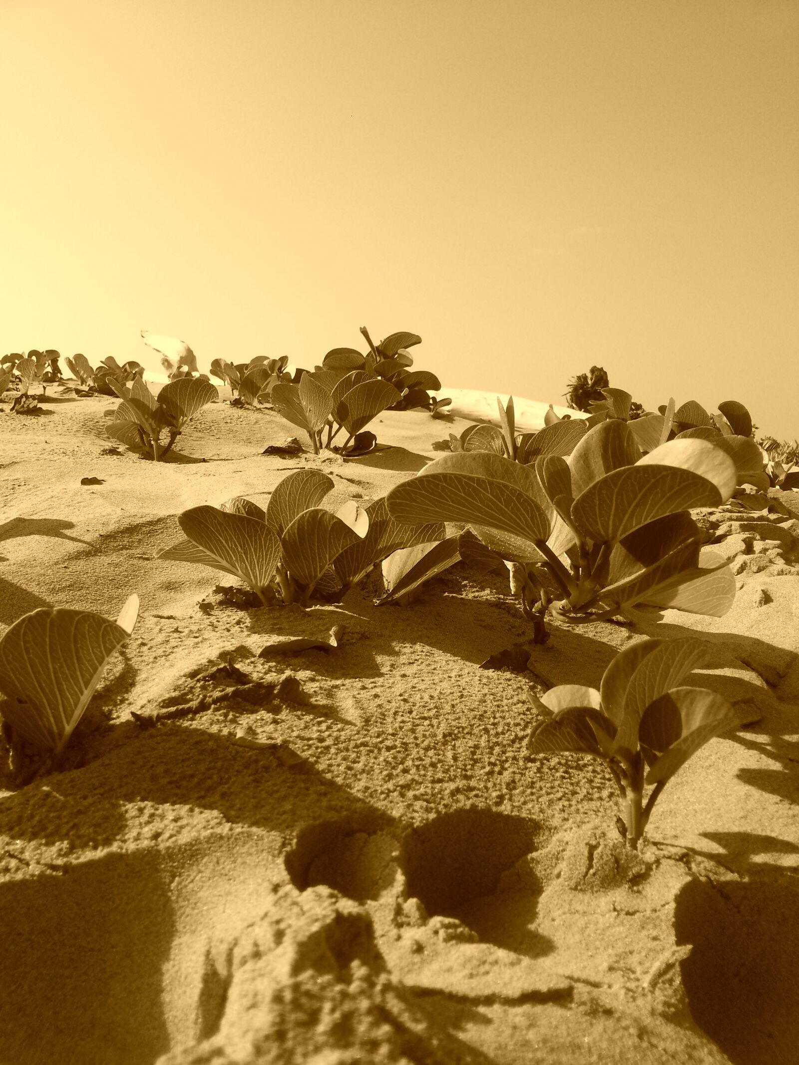 Samsung Galaxy S3 sample photo. Sea, sand, vegetation photography