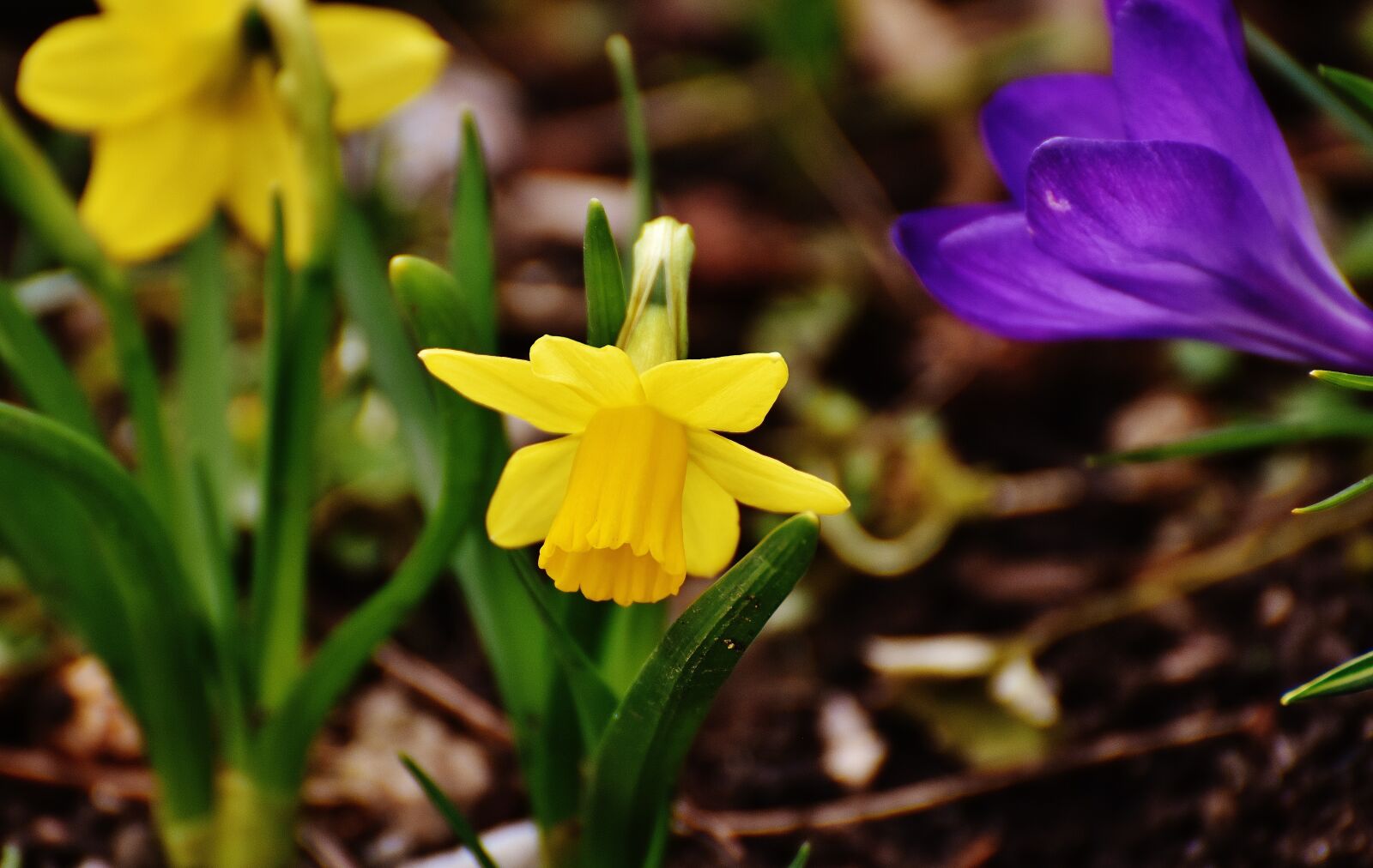 Nikon D7200 sample photo. Daffodils, yellow, spring photography