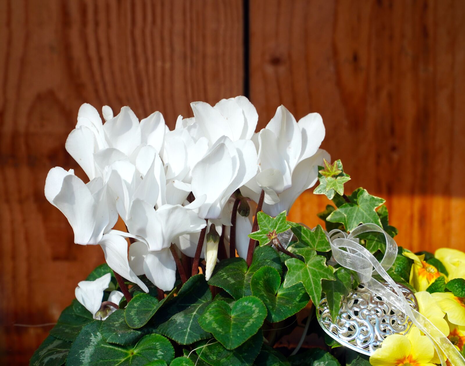 Sony E PZ 18-105mm F4 G OSS sample photo. Cyclamen, blossom, bloom photography