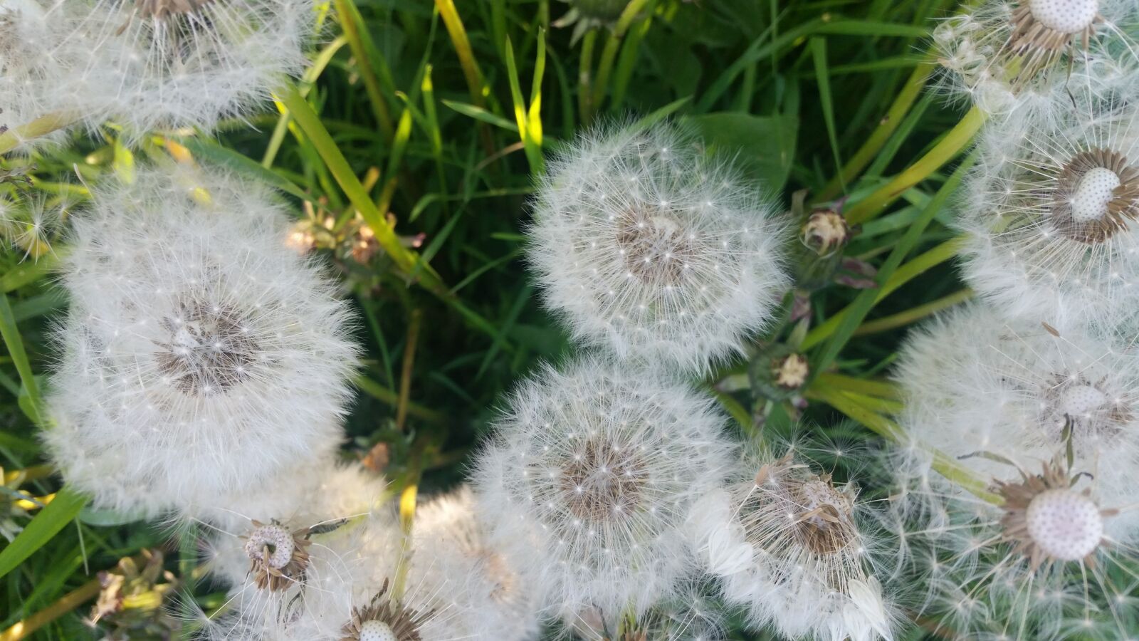 Samsung Galaxy S5 sample photo. Dandelion, dandelions, seeds photography