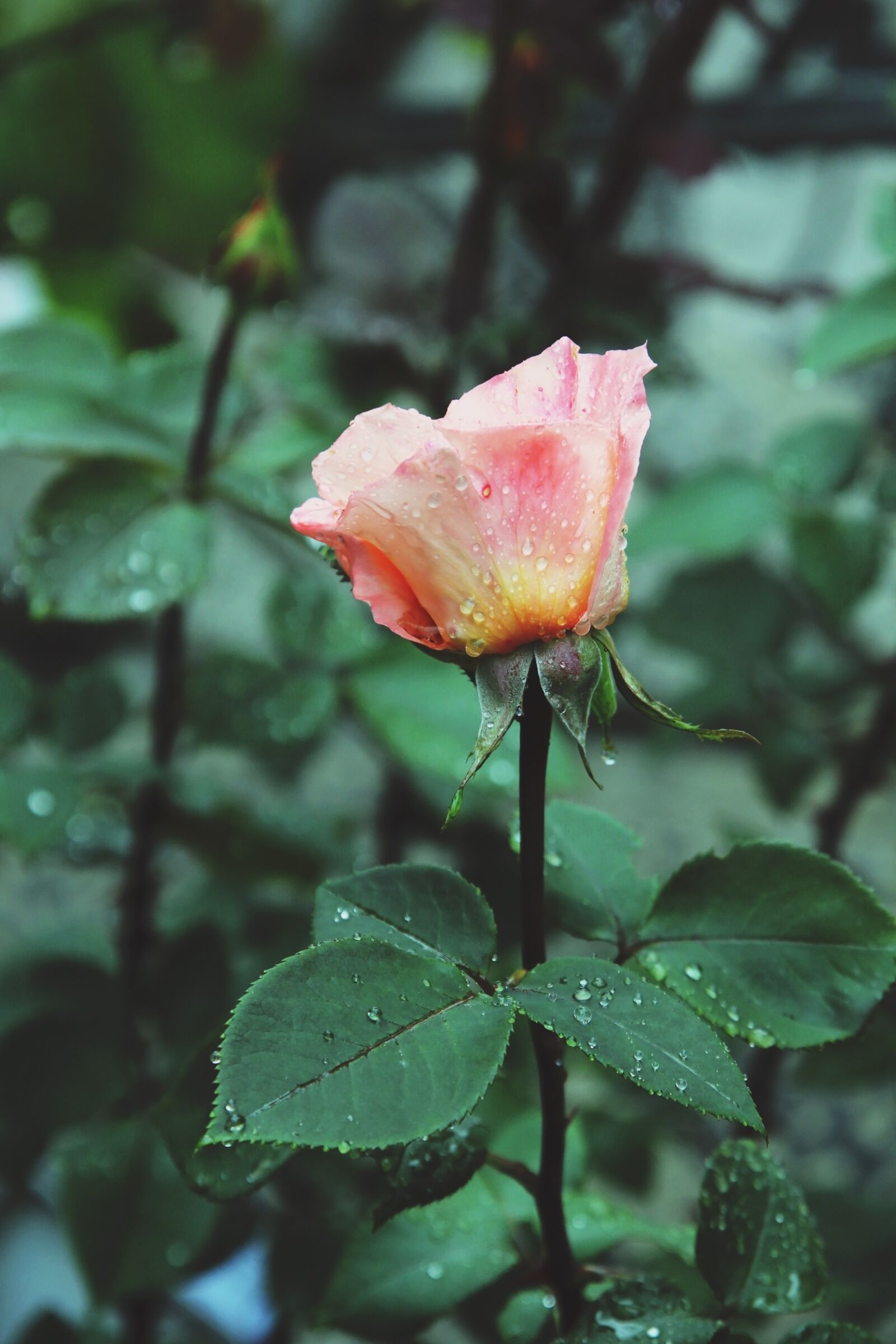 Canon EOS 60D sample photo. Orange rose, rain, garden photography