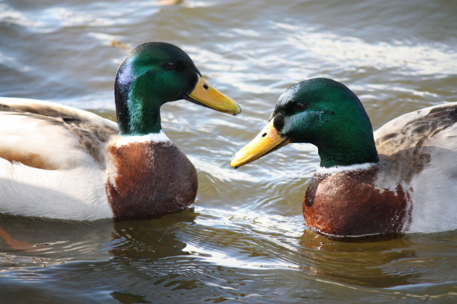 Canon EOS 450D (EOS Rebel XSi / EOS Kiss X2) sample photo. Duck, mallard, animal photography