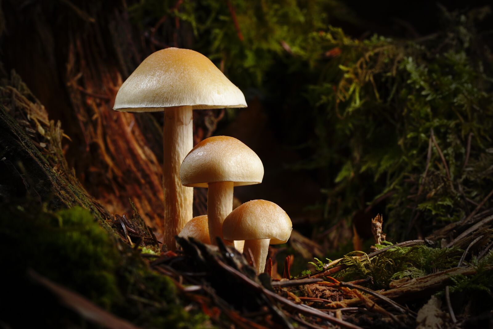 Canon EOS M5 sample photo. Mushroom, mushrooms, autumn photography