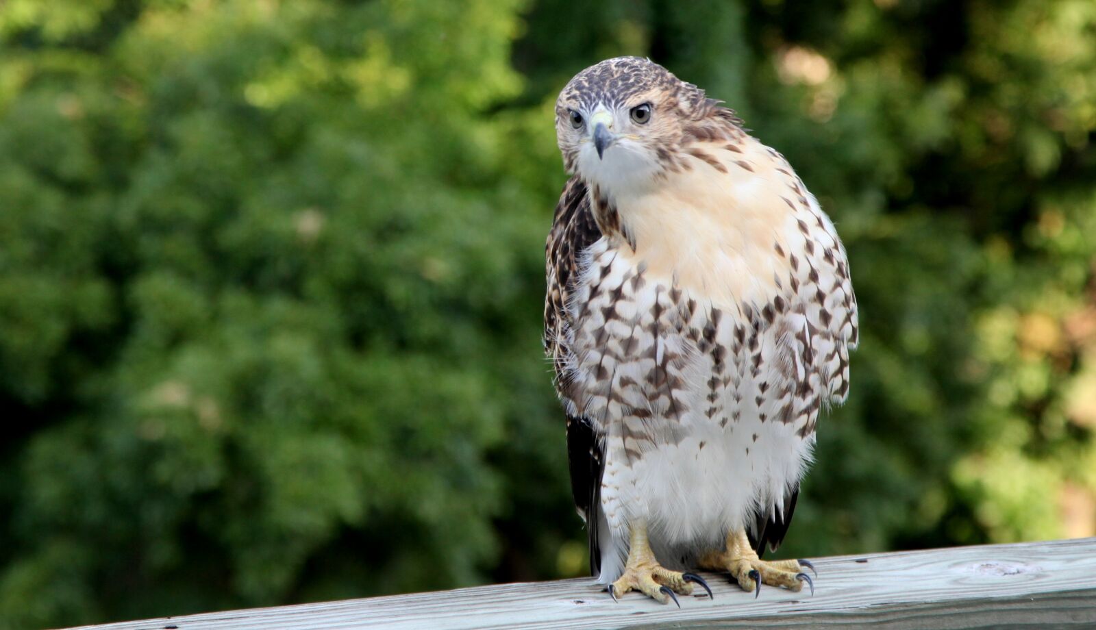 Canon EOS 5D Mark II sample photo. Hawk, wildlife, bird photography