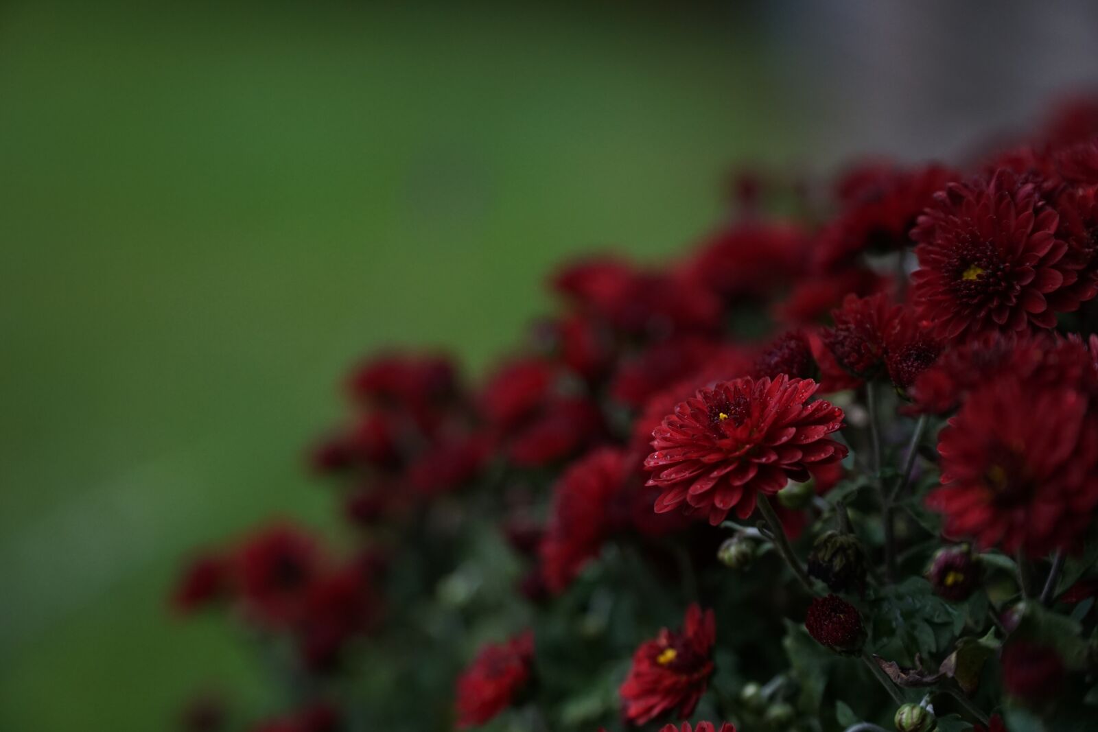 Sony a6000 + Sony E PZ 18-105mm F4 G OSS sample photo. Flower, garden, autumn photography