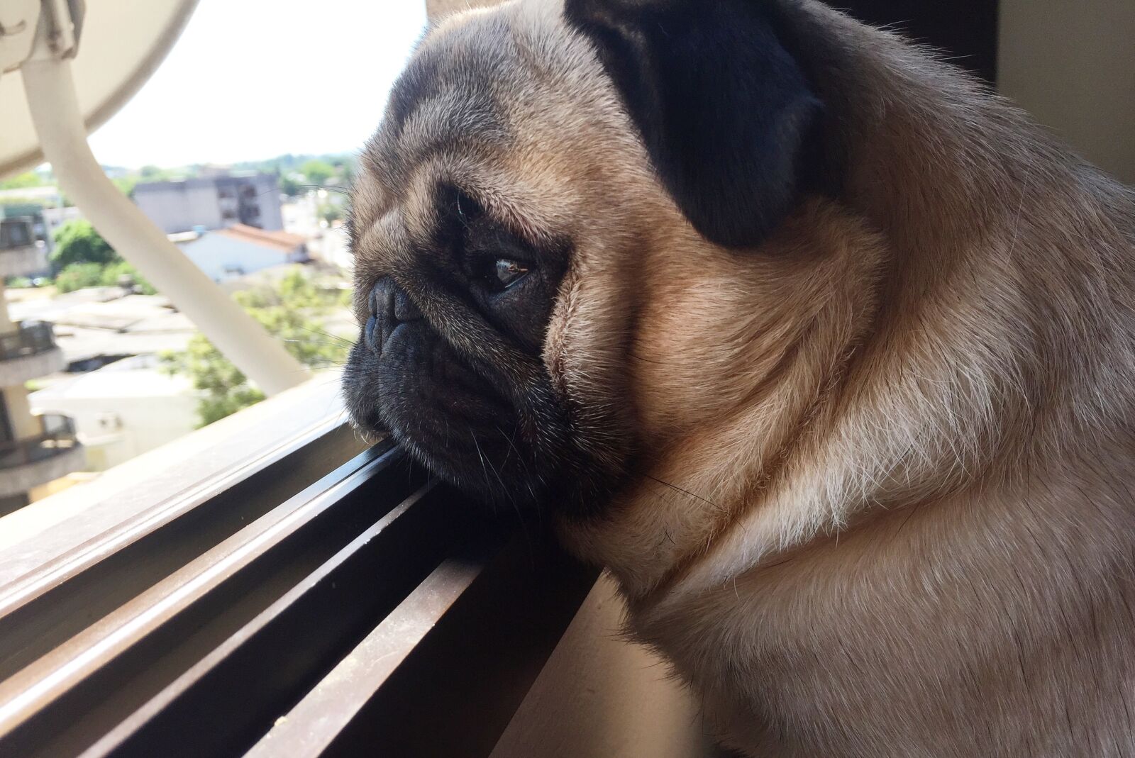 iPhone 6 back camera 4.15mm f/2.2 sample photo. Baby, dog, cute, cute photography
