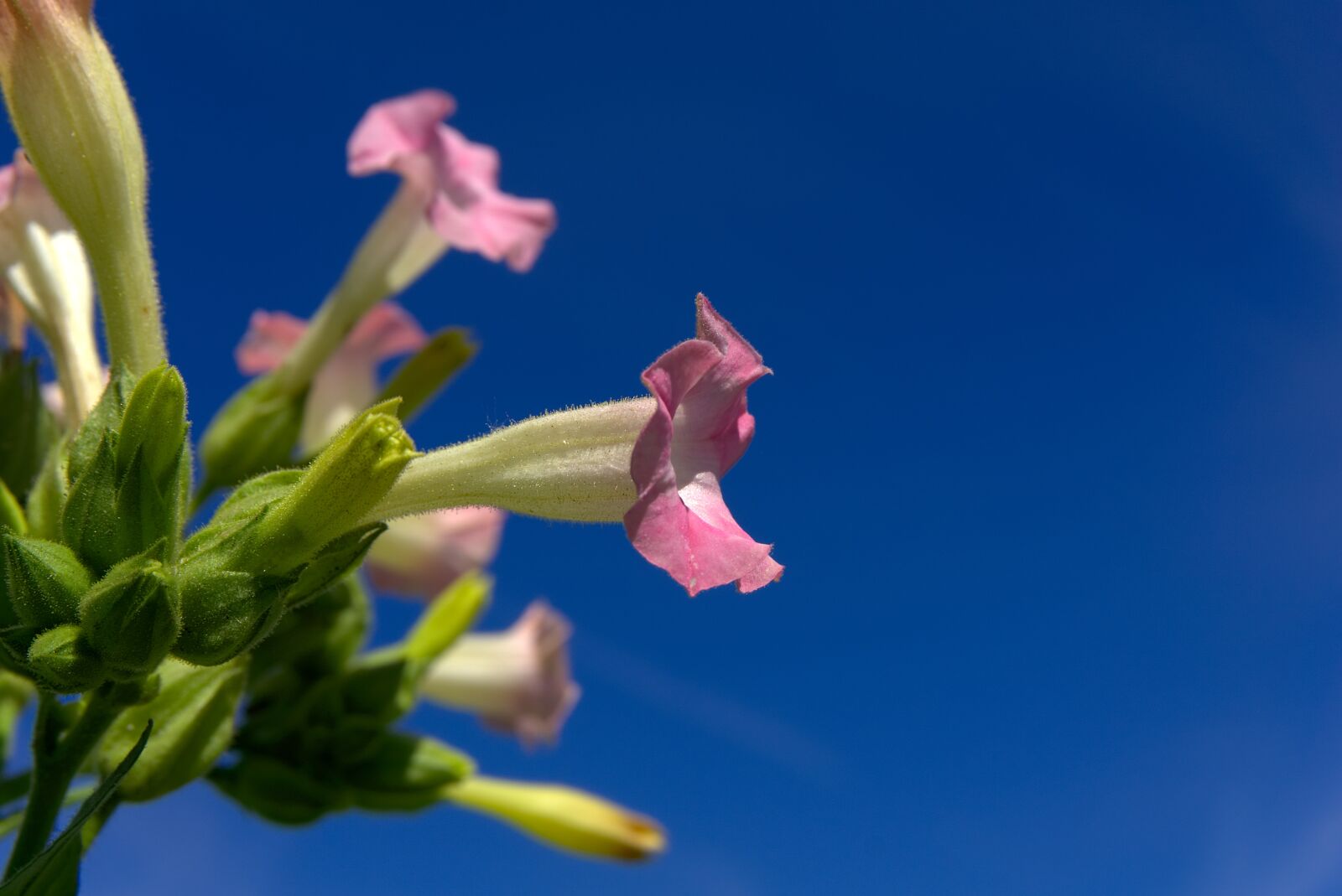 Sony a6000 sample photo. Tobacco, plant, blossom photography