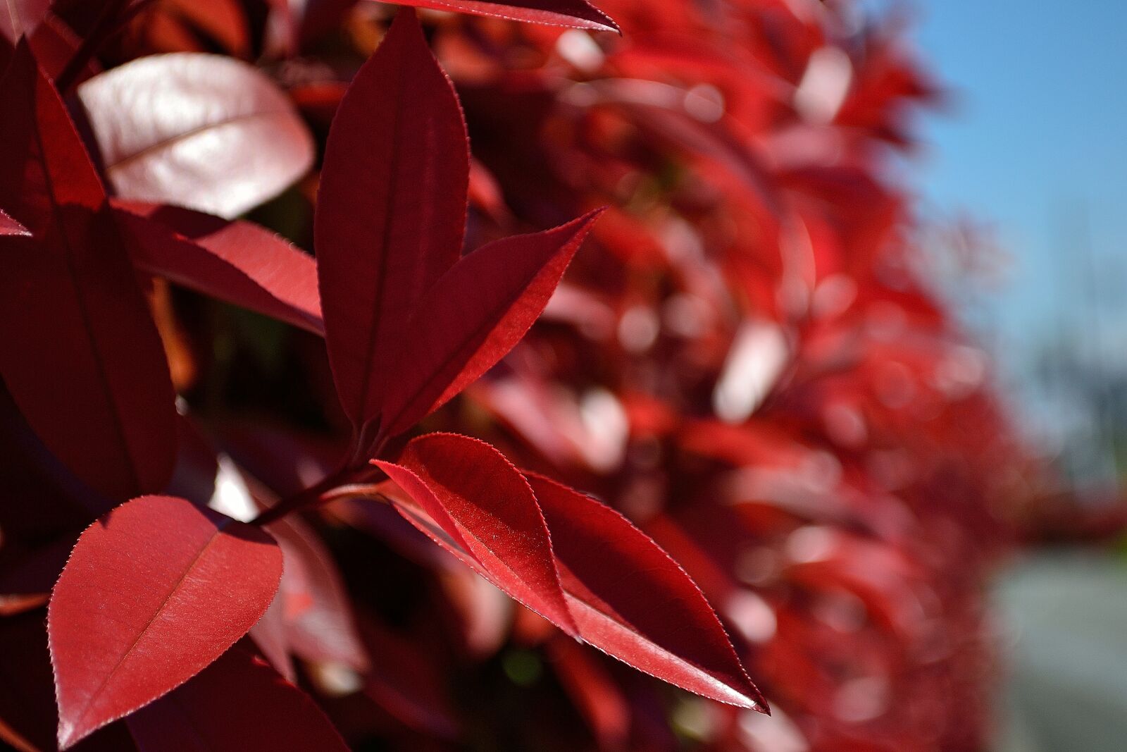 Nikon D3100 sample photo. Plant, nature, macro photography