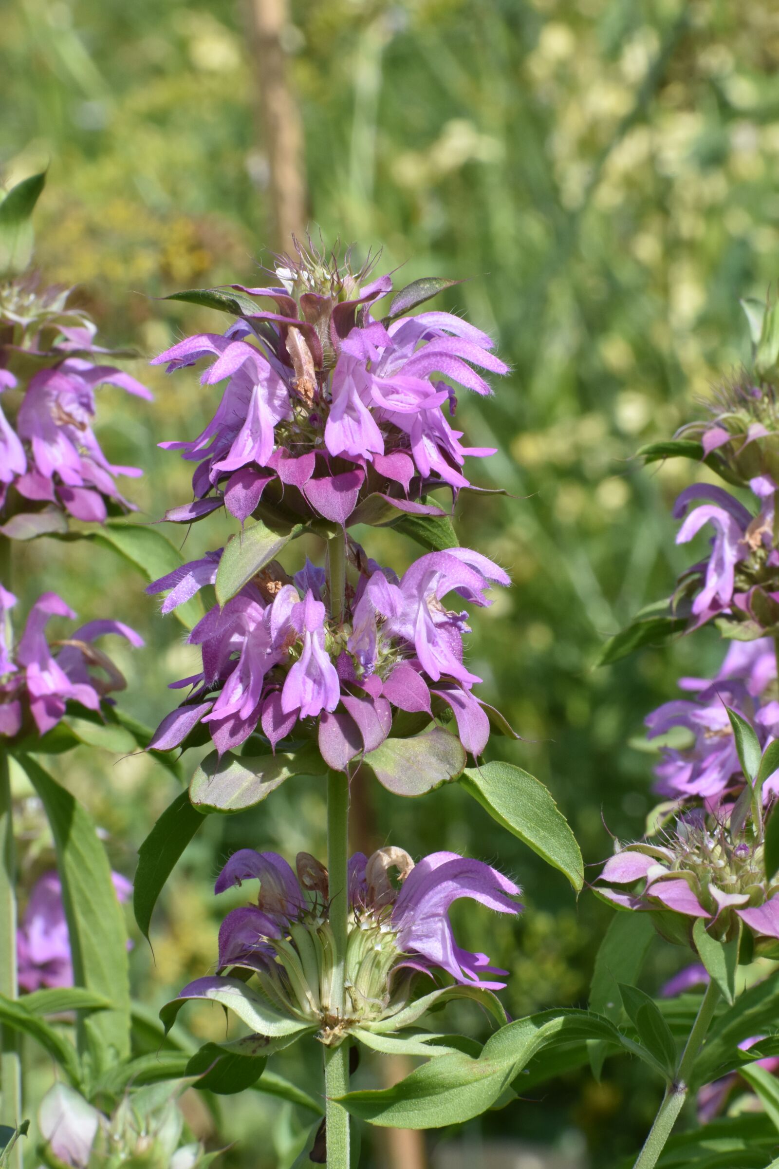 Nikon D3400 sample photo. Monarda, lemon, flowers photography