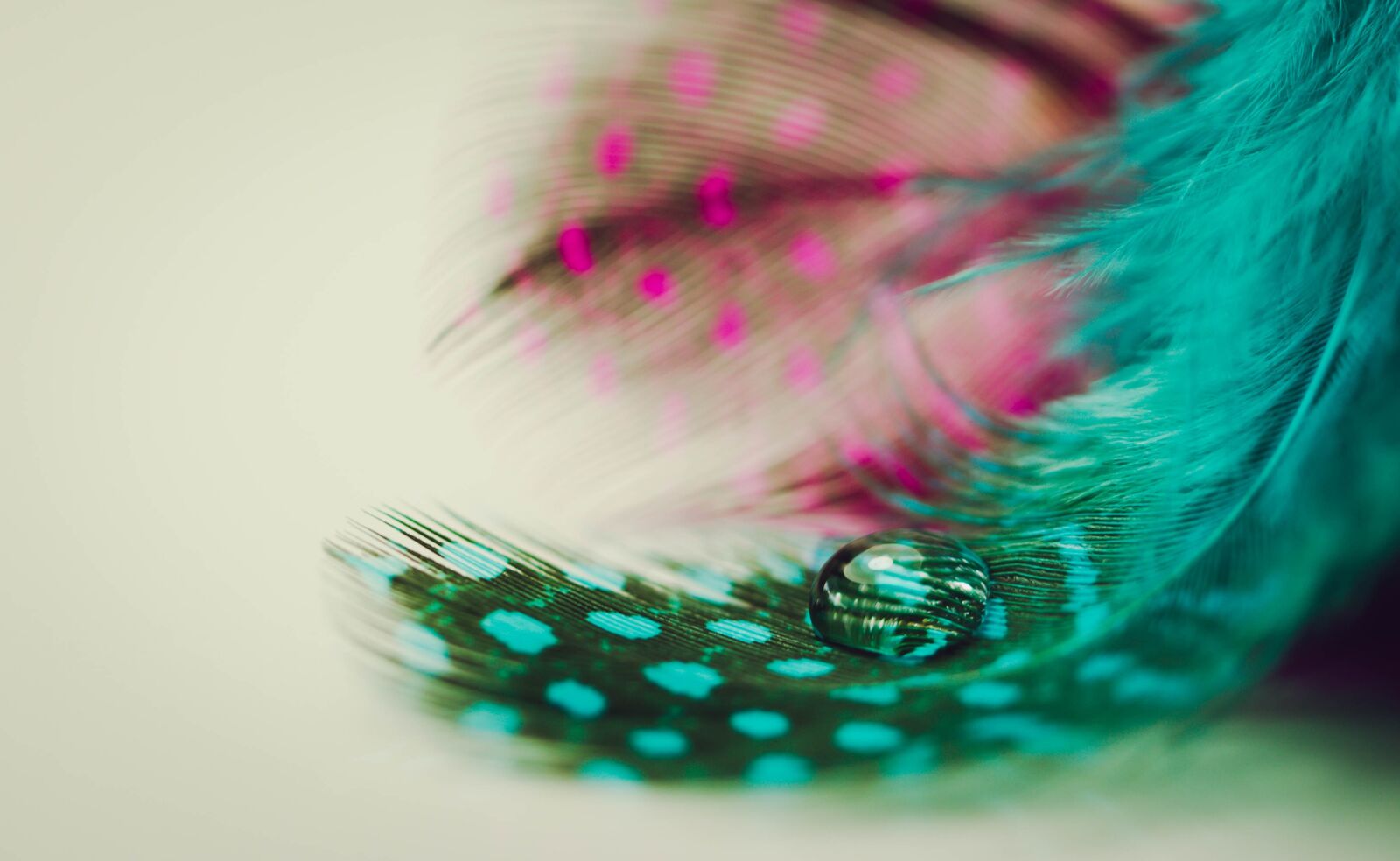 Canon EF 100mm F2.8L Macro IS USM sample photo. Bird feather, lightweight, plume photography