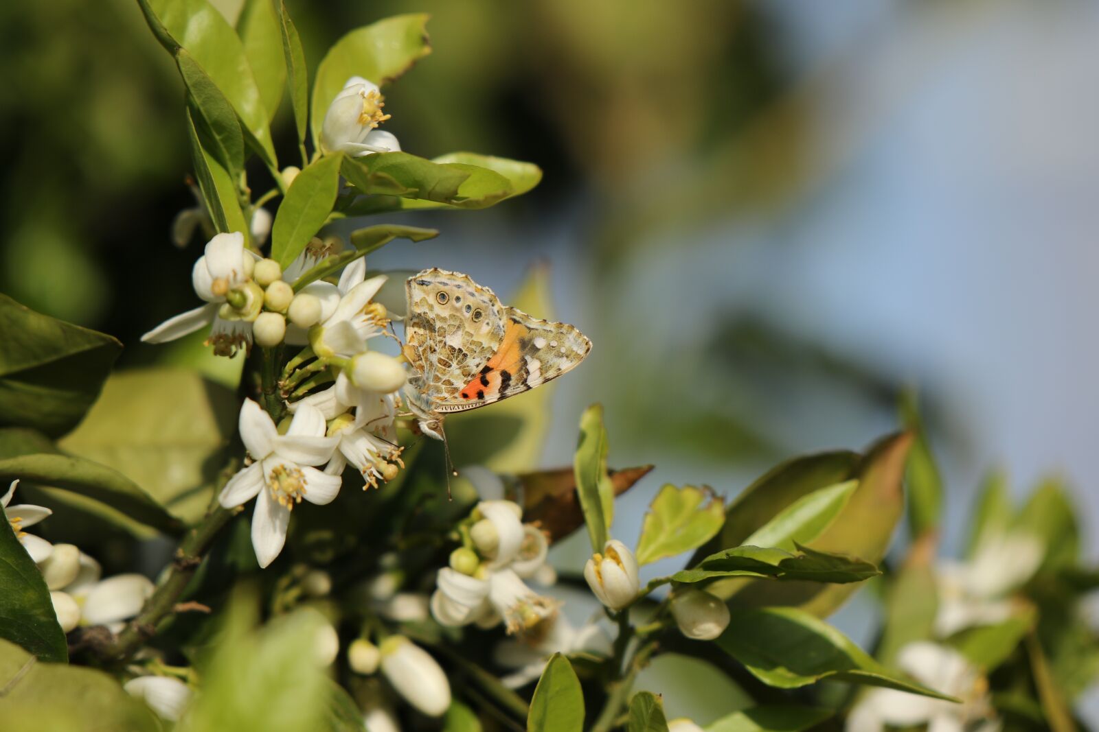 Canon EOS 7D Mark II sample photo. Butterfly, insect, nature photography