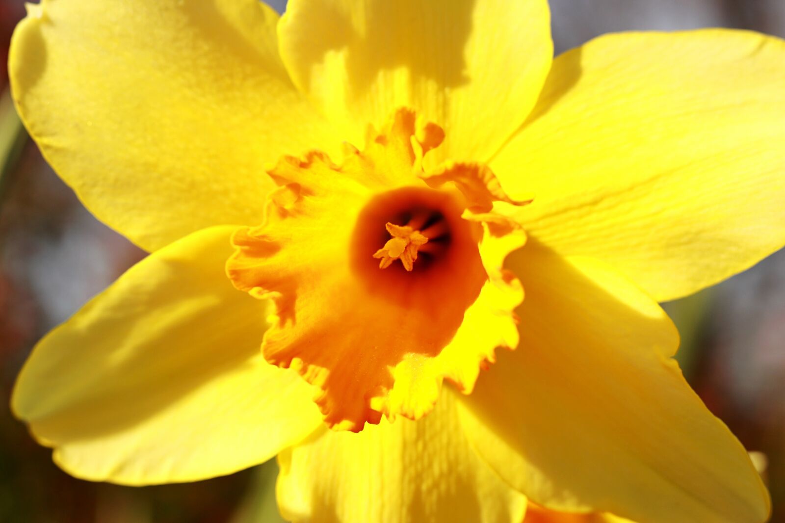 Canon EOS 80D + Canon EF 50mm F1.8 STM sample photo. Flower, daffodil, petal photography