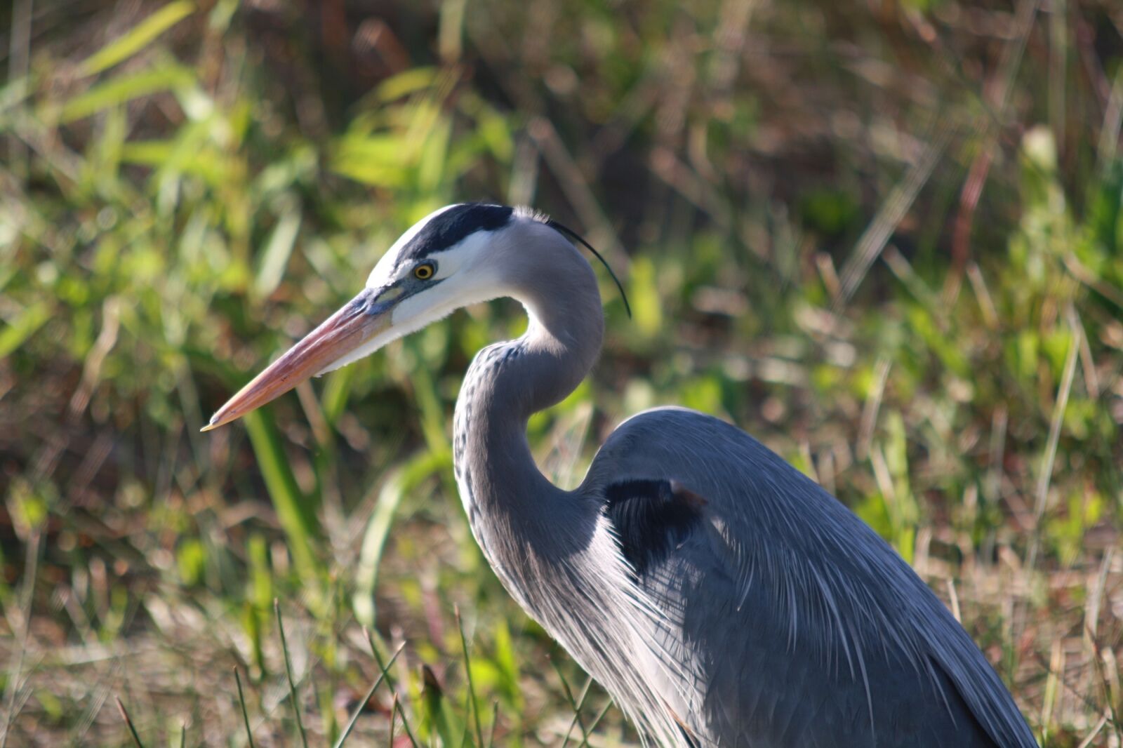 Canon EOS 1000D (EOS Digital Rebel XS / EOS Kiss F) sample photo. Great blue heron, wildlife photography