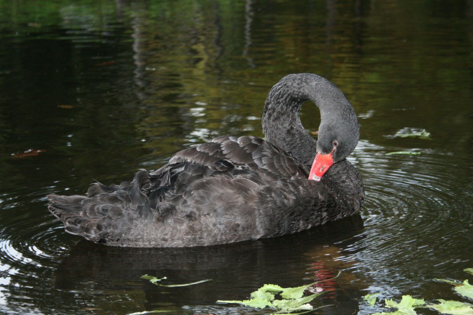 Canon EOS 400D (EOS Digital Rebel XTi / EOS Kiss Digital X) sample photo. Black, swan, nature photography