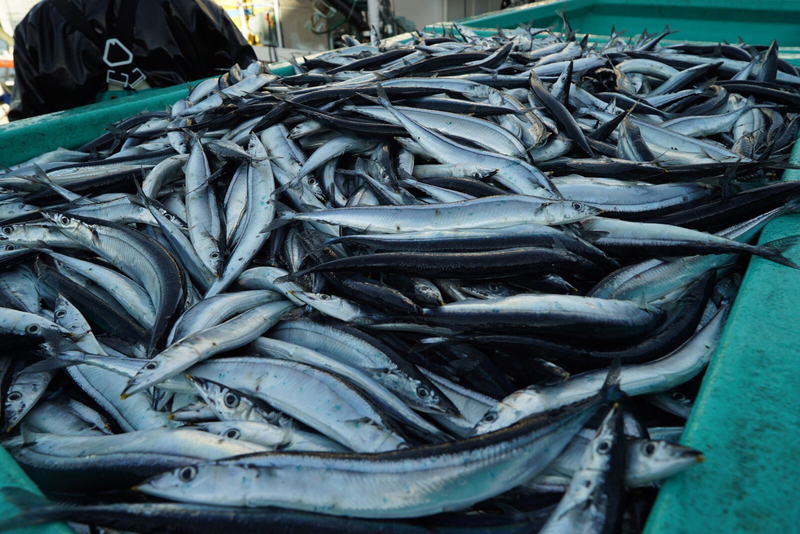 Sony a7S + Sony Vario Tessar T* FE 24-70mm F4 ZA OSS sample photo. Pacific saury, fish, fishing photography