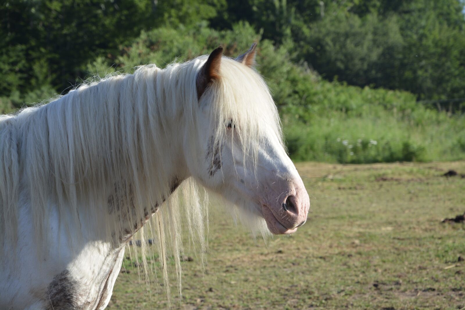 Nikon D5200 sample photo. Horse, mare, filly photography