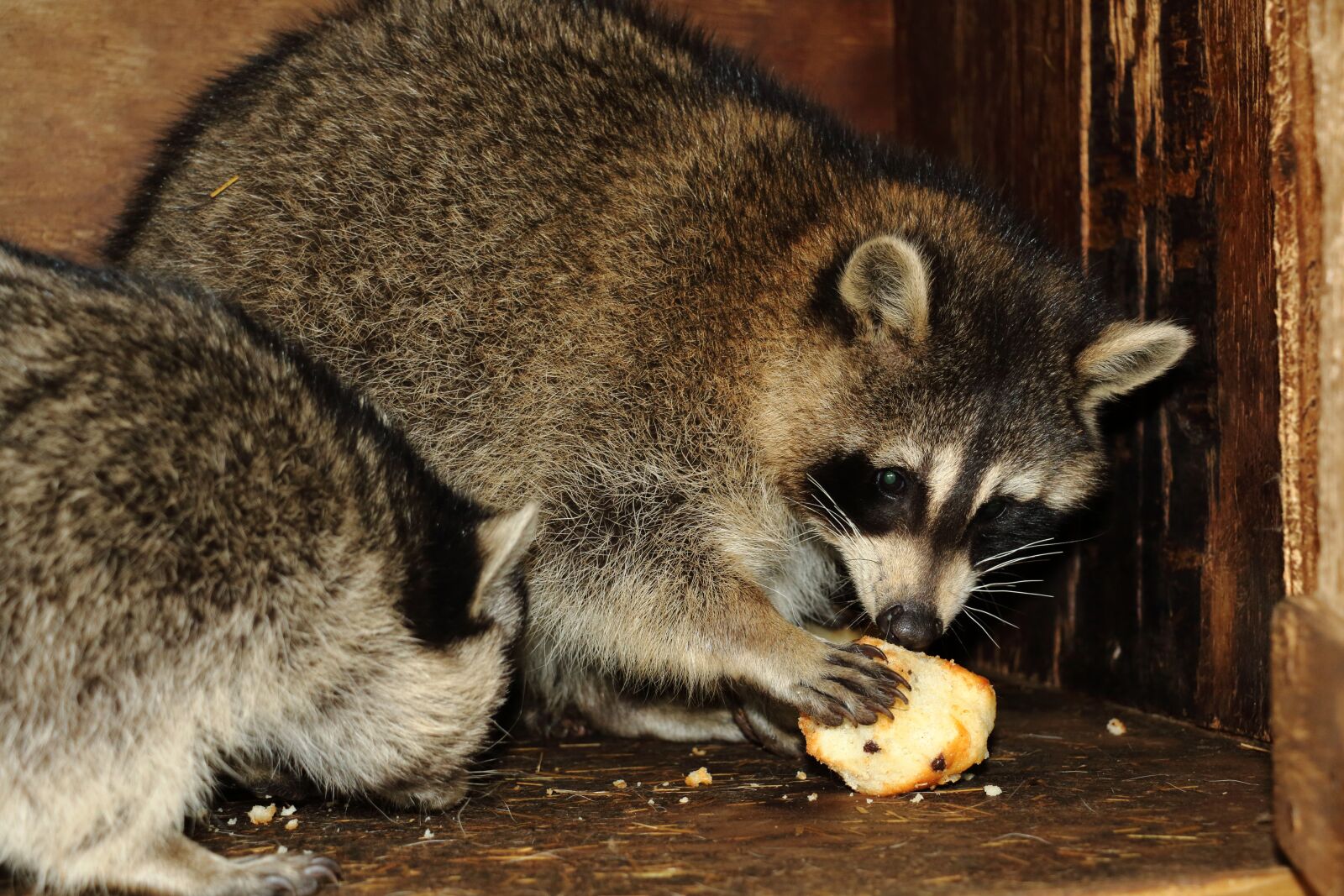 Canon EOS 70D sample photo. Raccoon, animal, wildlife photography