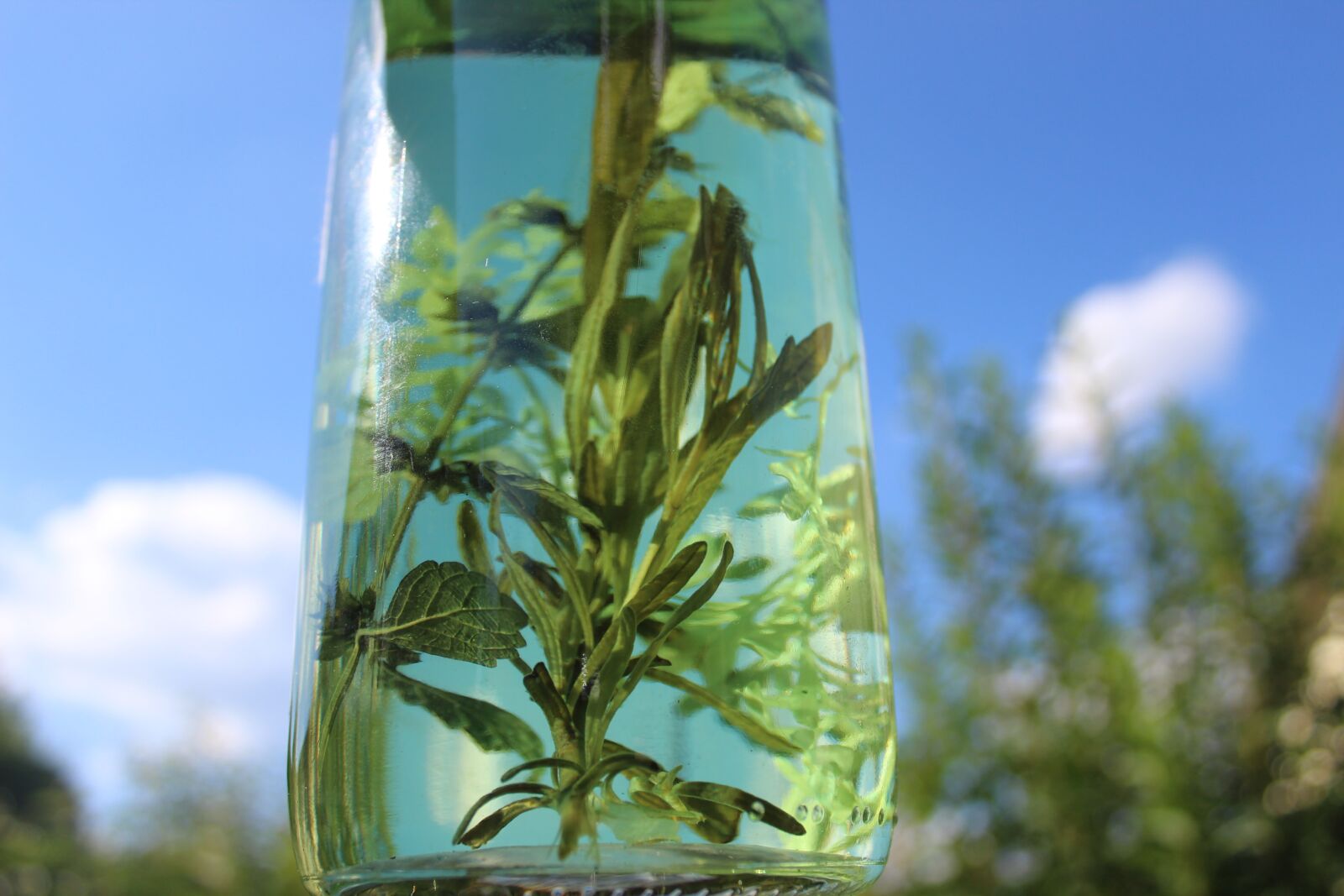 Canon EOS 1300D (EOS Rebel T6 / EOS Kiss X80) sample photo. Herbs, oil, therapy photography