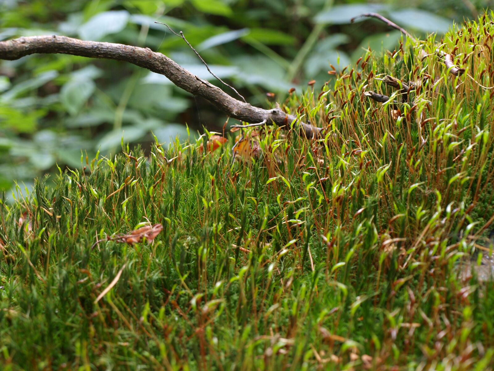 Olympus E-450 (EVOLT E-450) sample photo. Moss, branch, nature photography