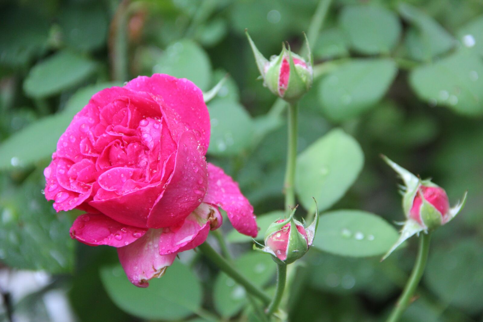 Canon EOS 60D sample photo. Rose, rain, drop of photography