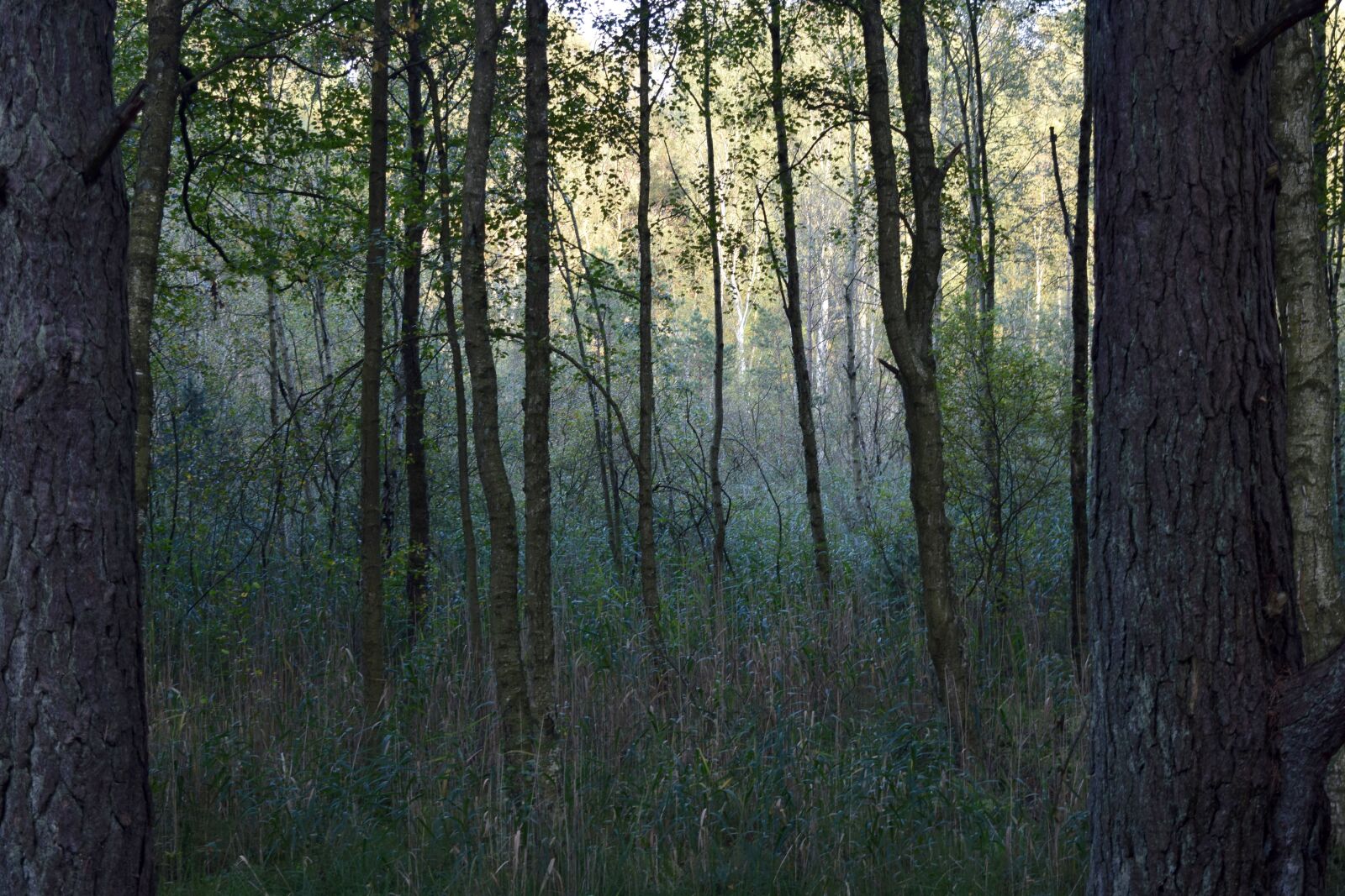 Nikon D3300 sample photo. Sweden, forest, outdoor photography