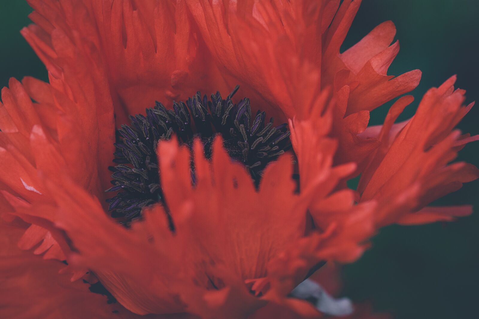 Nikon D7100 sample photo. Poppy, flower, red photography