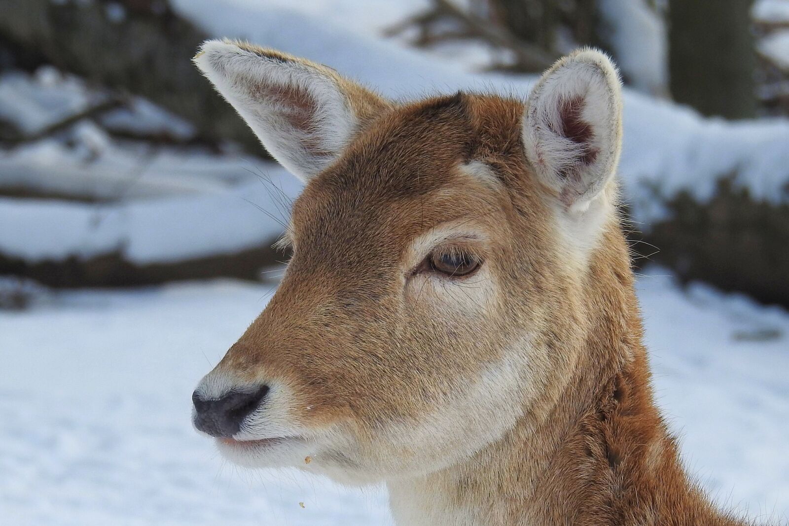 Nikon Coolpix P900 sample photo. Roe deer, fallow deer photography