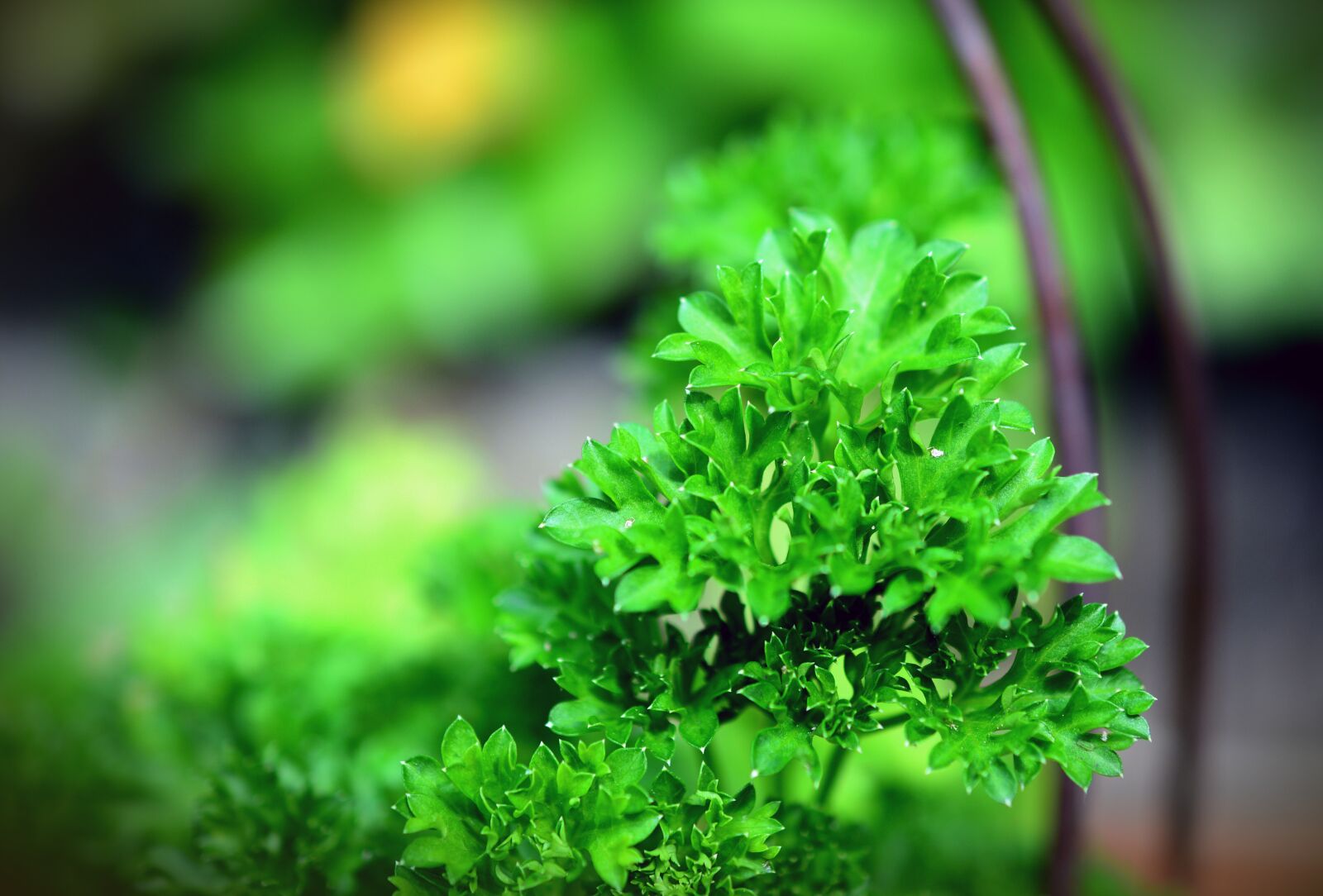 Nikon D5200 sample photo. Parsley, green, culinary herbs photography