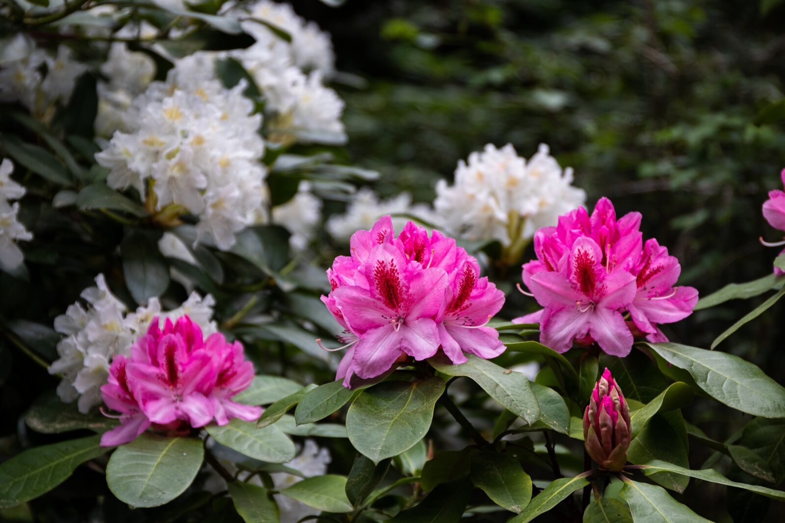 Canon EOS 80D + Canon EF 24-70mm F4L IS USM sample photo. Flower, rhododendron, azalea photography