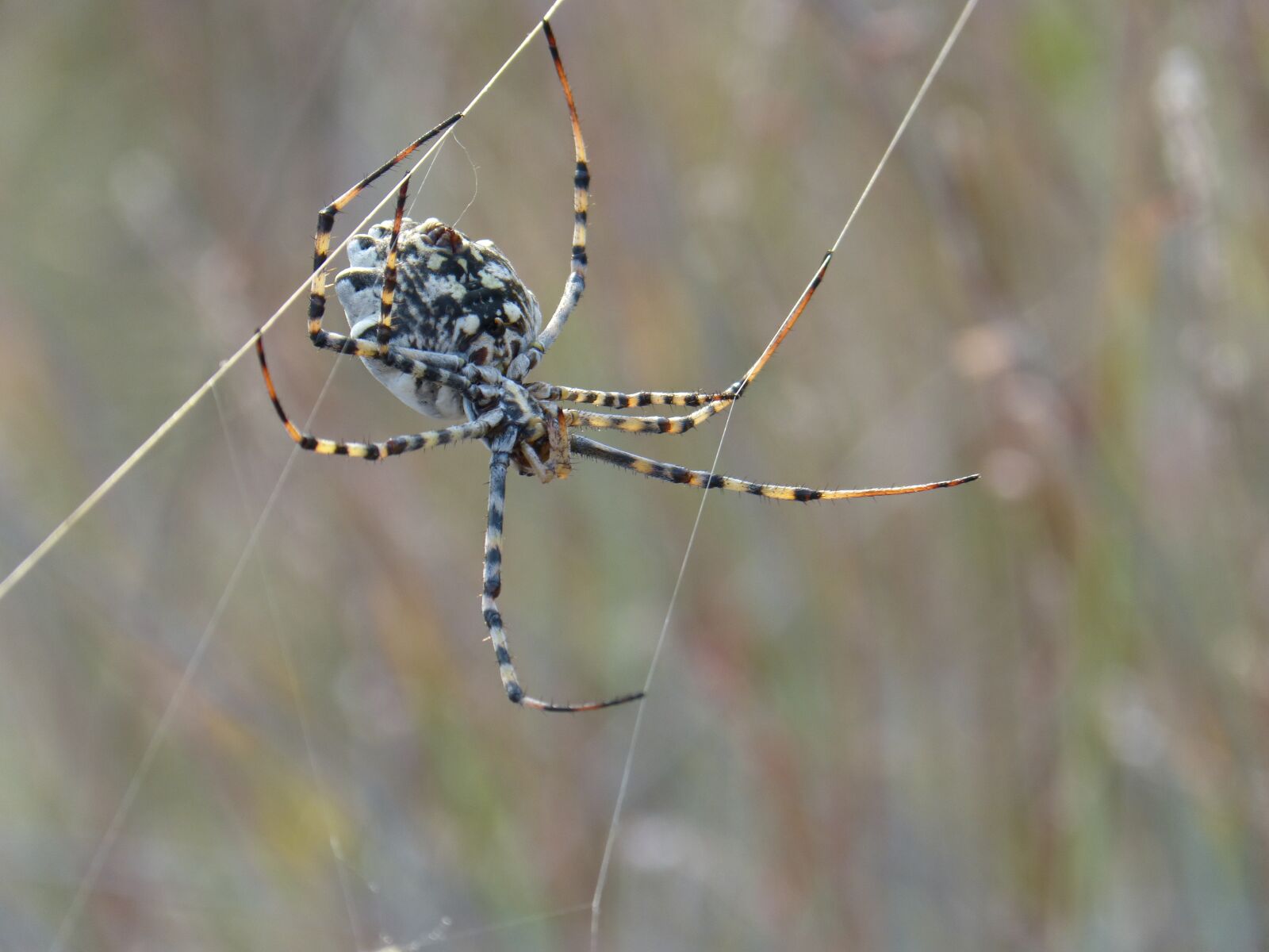 Panasonic DMC-FZ62 sample photo. Spider, web, threat photography