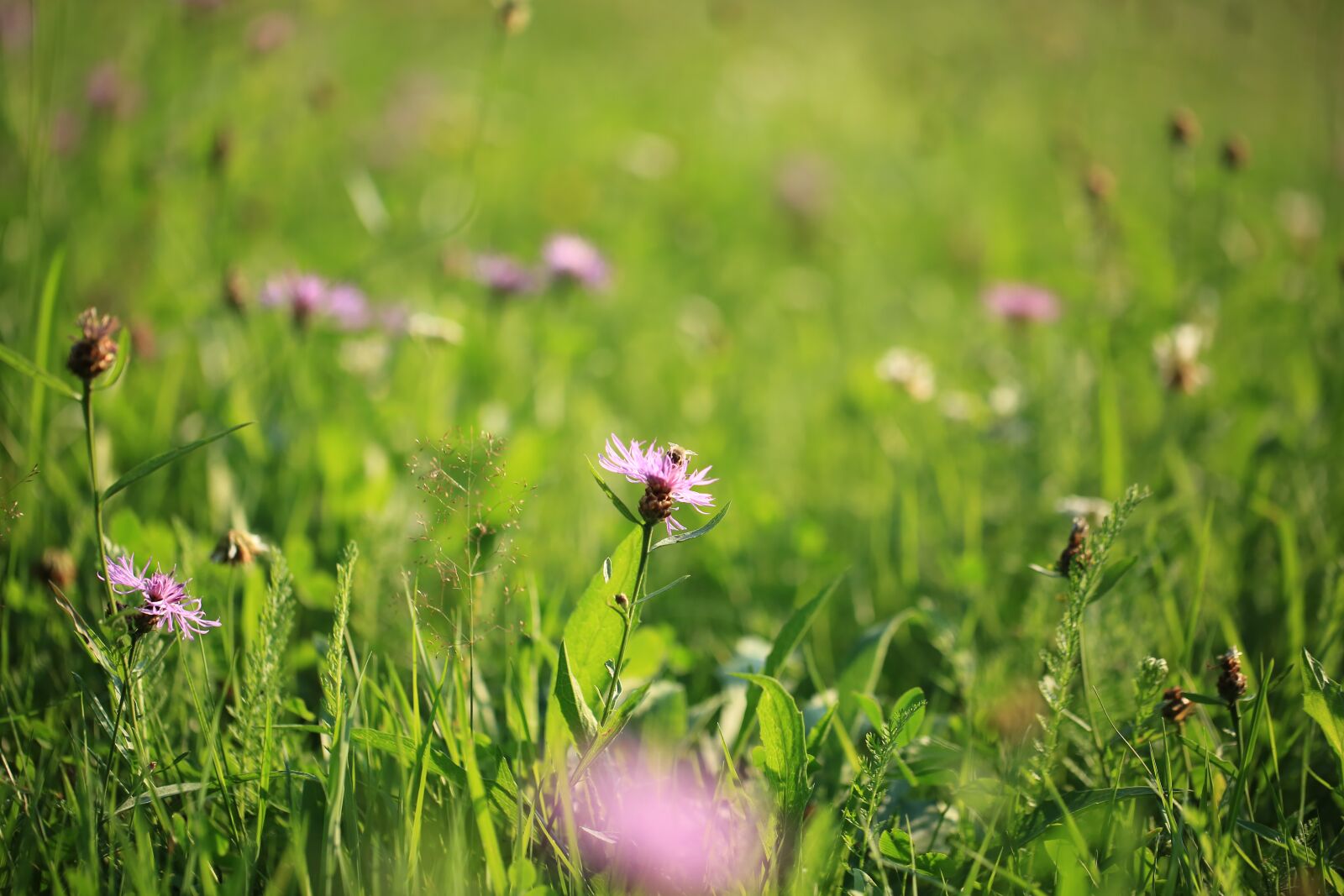 Canon EF 100mm F2.8L Macro IS USM sample photo. Meadow, flowers, summer photography