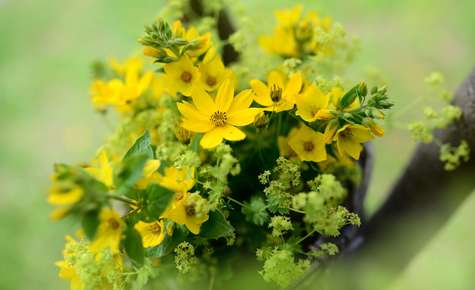 Nikon D610 sample photo. Mädchenauge, flowers, goldfelberich photography