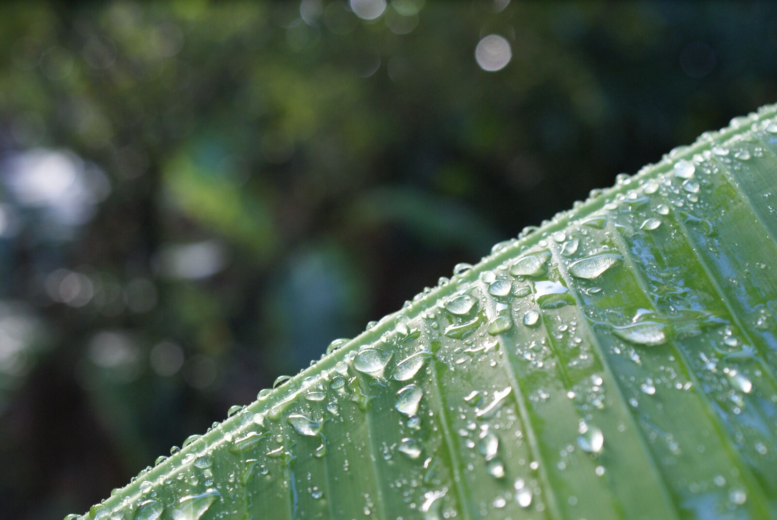 Sony Alpha DSLR-A200 sample photo. Water, nature, plant photography
