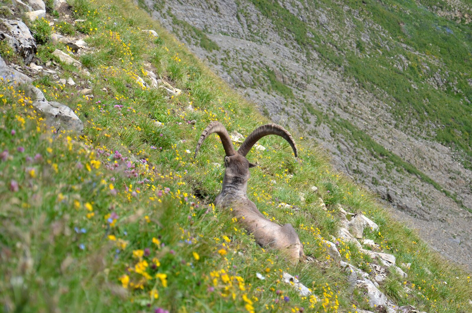 Nikon D5100 sample photo. Ibex, mammal, mammals photography