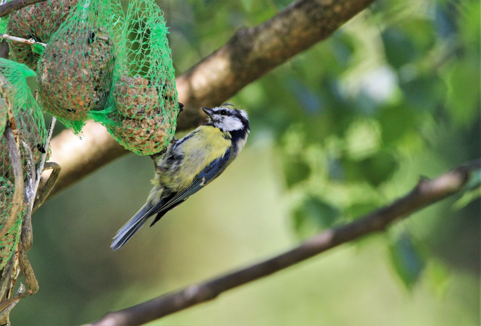 Tamron SP 150-600mm F5-6.3 Di VC USD sample photo. Blue tit, tit, feed photography