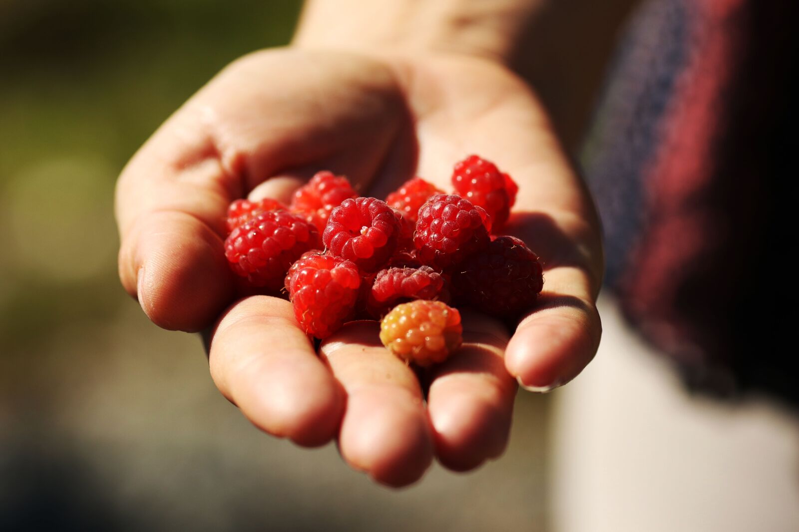 Canon EOS 7D Mark II + Canon EF 135mm F2L USM sample photo. Raspberry, nature, hand photography