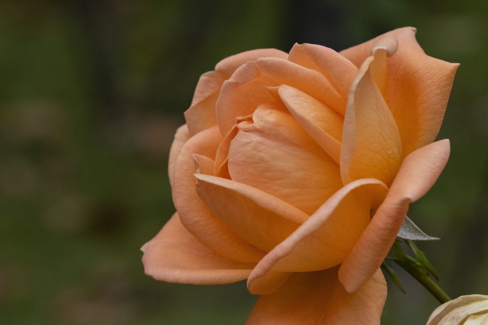 Canon EOS 800D (EOS Rebel T7i / EOS Kiss X9i) sample photo. Autumn, rose, nature photography