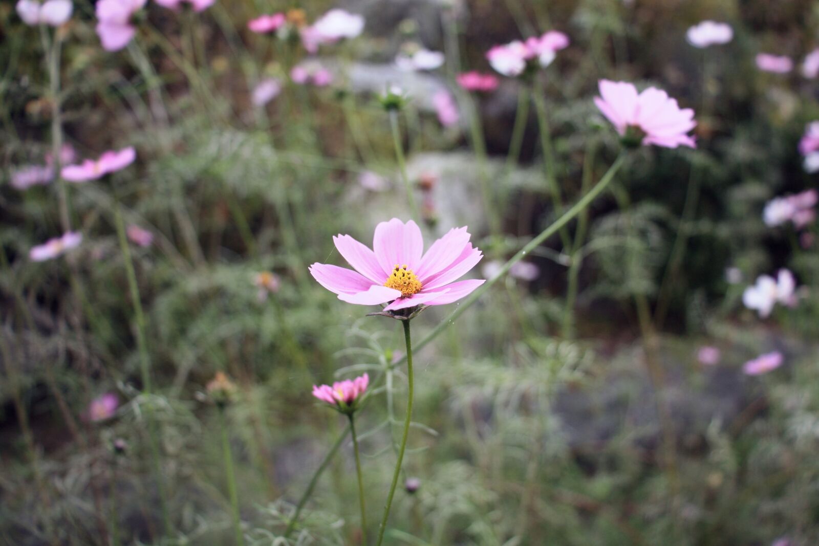 Canon EOS 450D (EOS Rebel XSi / EOS Kiss X2) sample photo. Cosmos, flower, flowers photography
