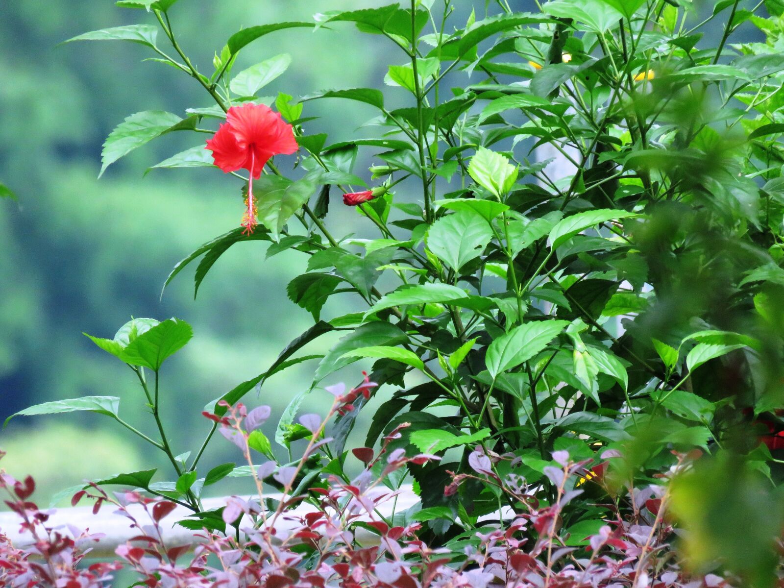 Canon PowerShot SX60 HS sample photo. Hibiscus rosa-sinensis, herbal, flower photography