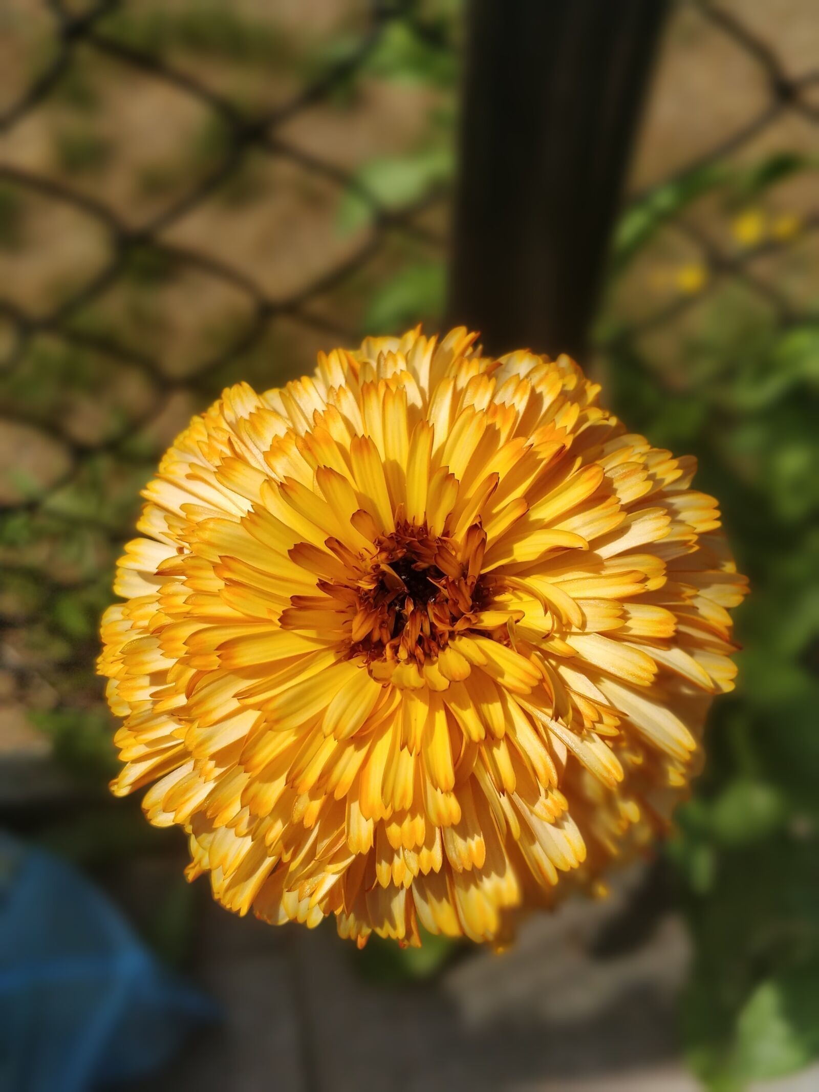 OnePlus 5 sample photo. Flower, flora, nature photography
