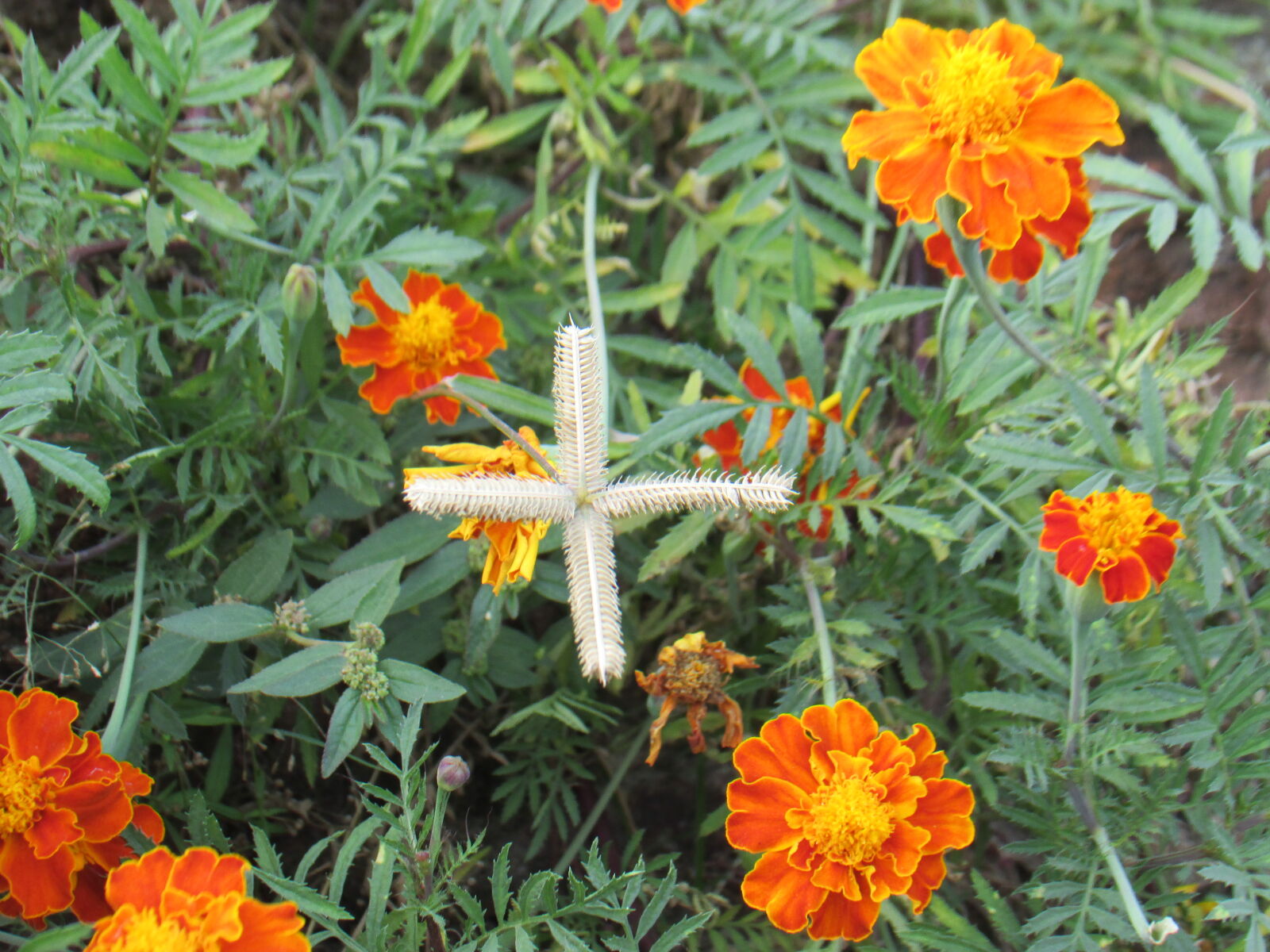 Canon PowerShot SX400 IS sample photo. Marigold photography