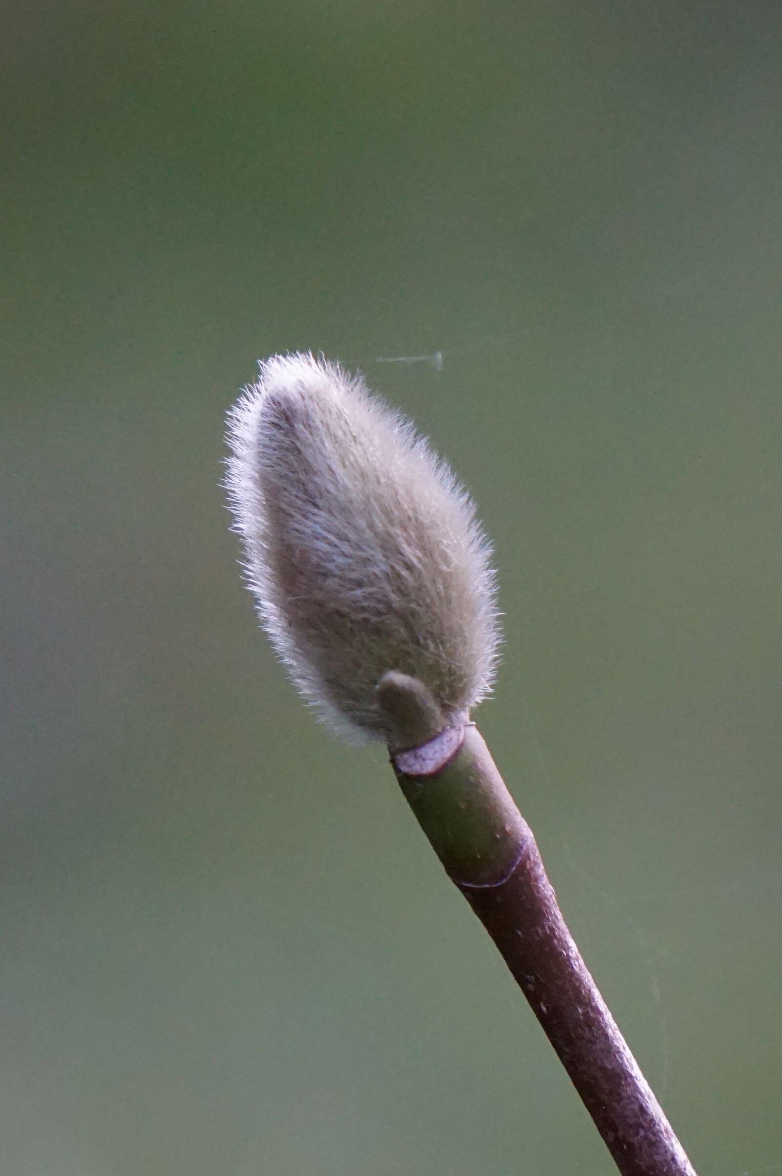 Sony a6000 sample photo. Bud, nature, close up photography