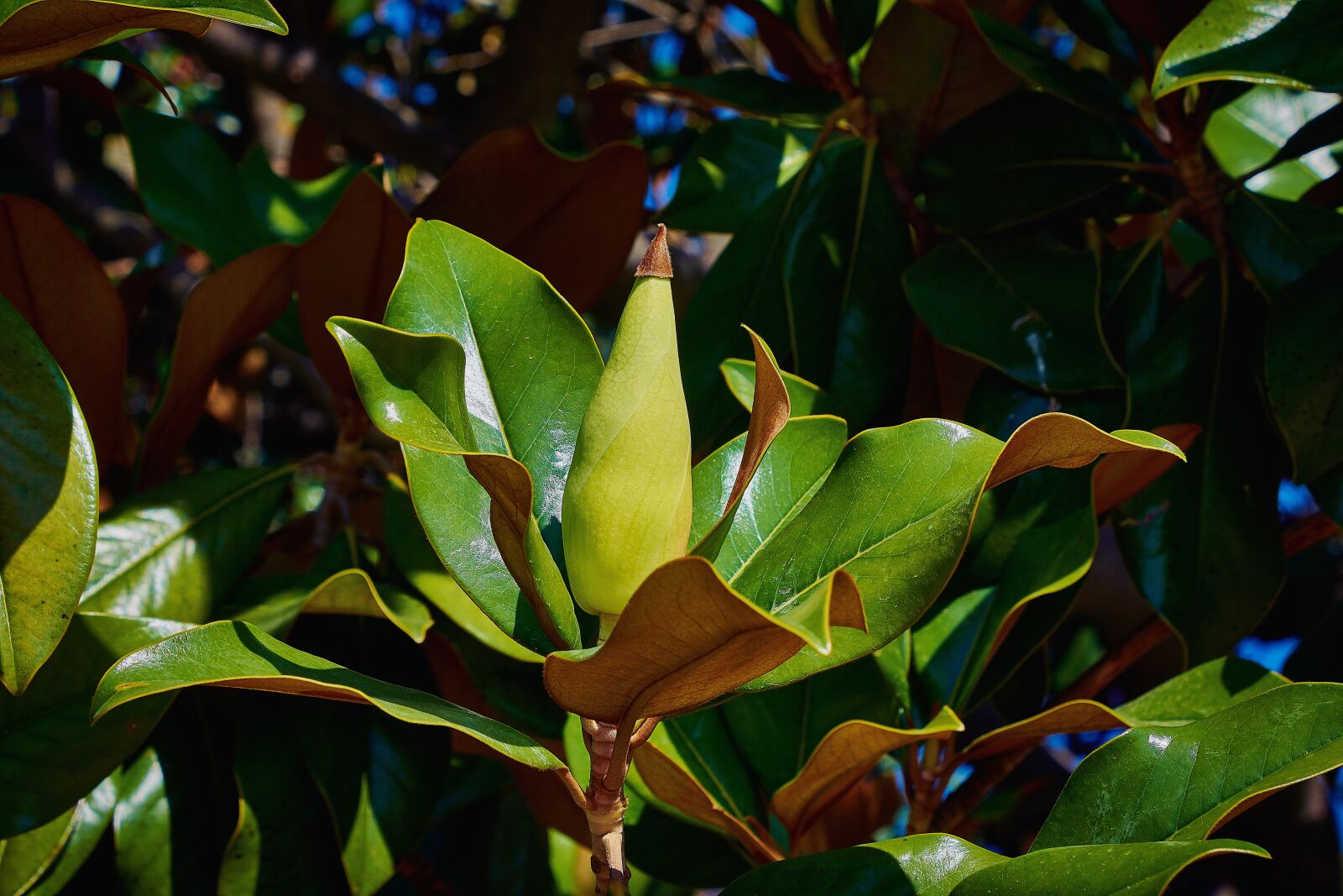 Nikon D7200 sample photo. Leaves, flowering, petals photography