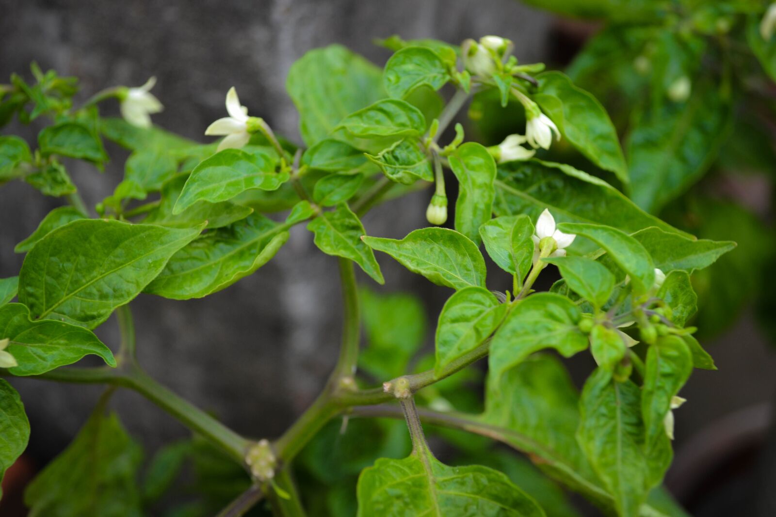 Nikon D3100 sample photo. Flowers, plants, nature photography