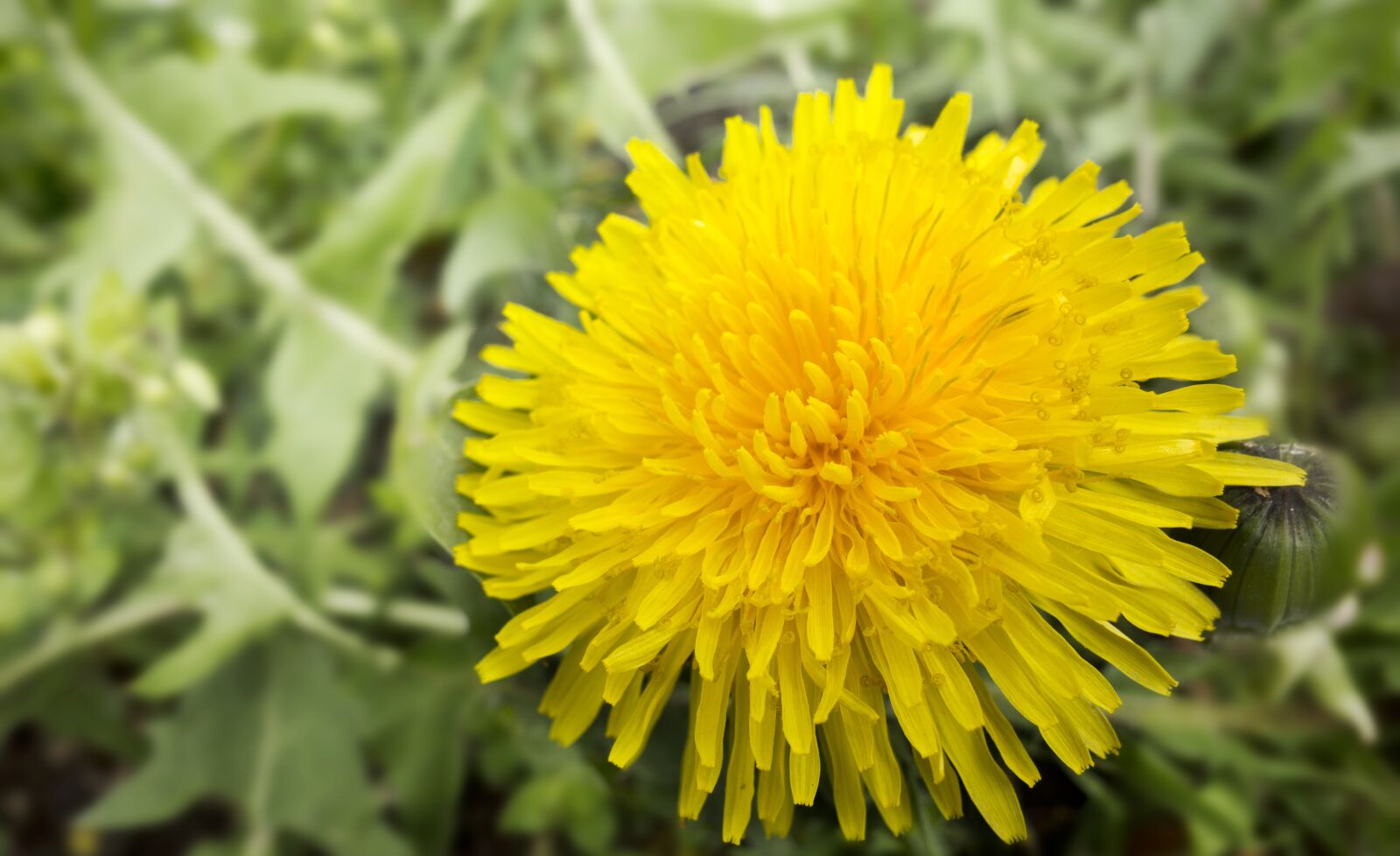 Sony Cyber-shot DSC-RX100 sample photo. Nature, a yellow flower photography